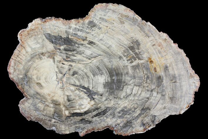 Triassic Petrified Wood (Araucaria) Round - Madagascar #81442